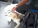 cane_sul_treno.jpg