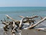 Spiaggia_mare_Toscana.jpg