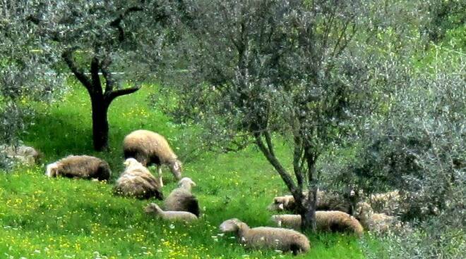 Pecore-olivi.jpg