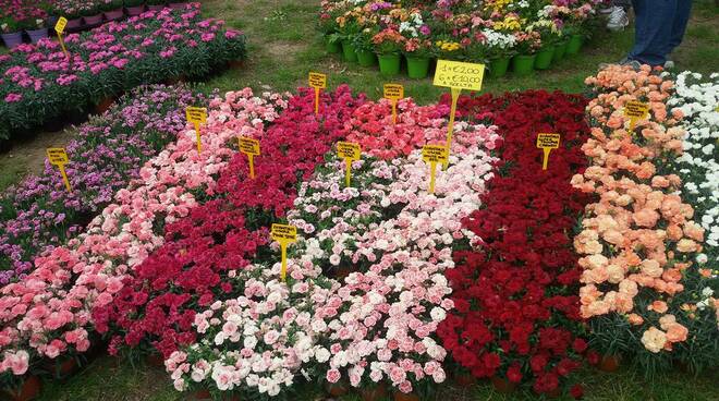 Coronavirus, i fiori della Versilia per la campagna anti-paura di Coldiretti  - Luccaindiretta