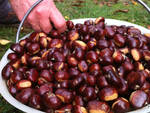 Foto_Raccolta_Castagne_Coldiretti_2013.jpg