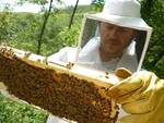 apicoltore.jpg