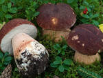 i_funghi_boletus.jpg