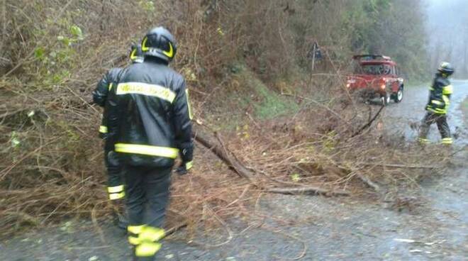 maltempo-vento-albero-alberi-vigili-del-fuoco-ceriana_733847.jpg