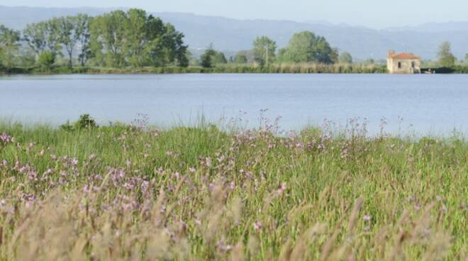 Lago_della_Gherardesca.jpeg