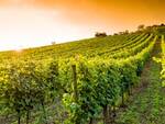 vite-vigneto-vitivinicoltura-by-m-rosenwirth-fotolia-750.jpeg