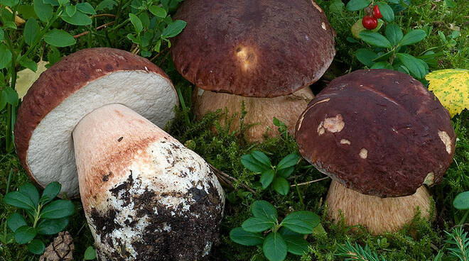 i_funghi_boletus.jpg