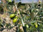 olivo-olive-olivicoltura-by-matteo-giusti-agronotizie-jpg.jpg