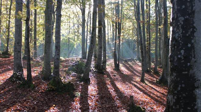 Cerreto_Laghi_scorcio_nel_bosco.JPG