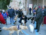 benedizione-animali-san-antoni-cuoio-in-diretta_cani.jpg