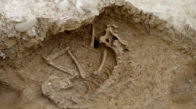 scavi-archeologici-tassignano-cane.jpg