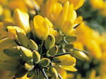 gorse.jpg