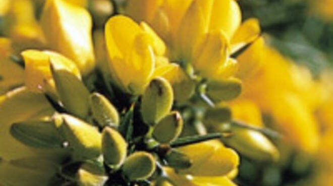 gorse.jpg