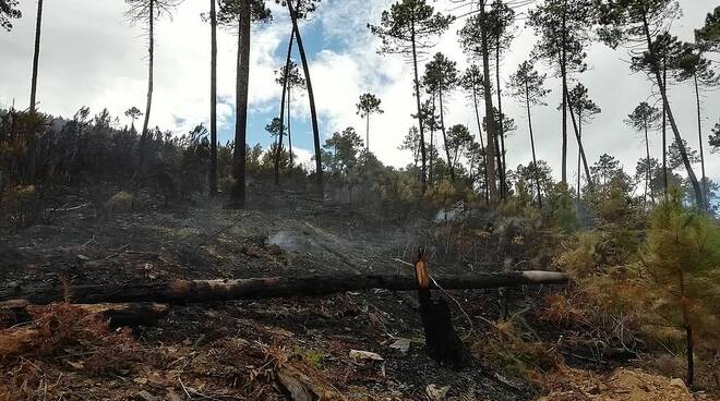 incendio Capannori aree boscate