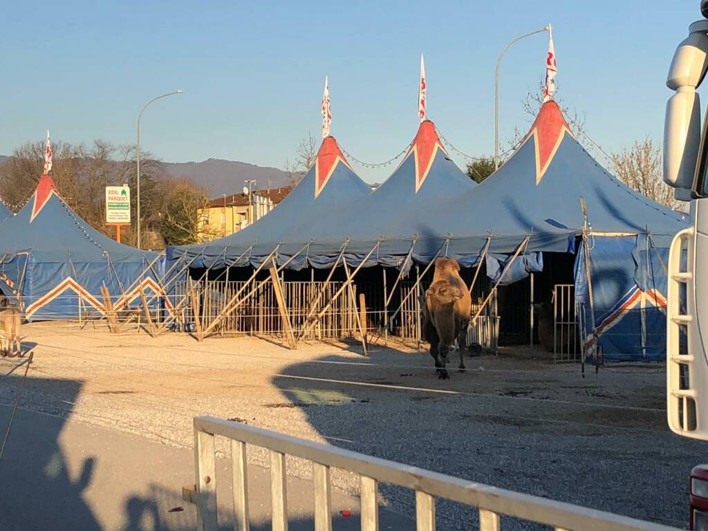 Imperial Royal Circus all' attacco degli animalisti a Lucca