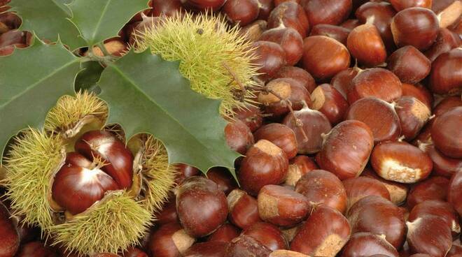 Castagne