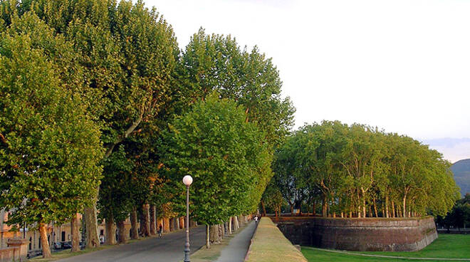 Mura di Lucca