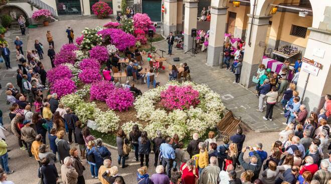 Festa azalea