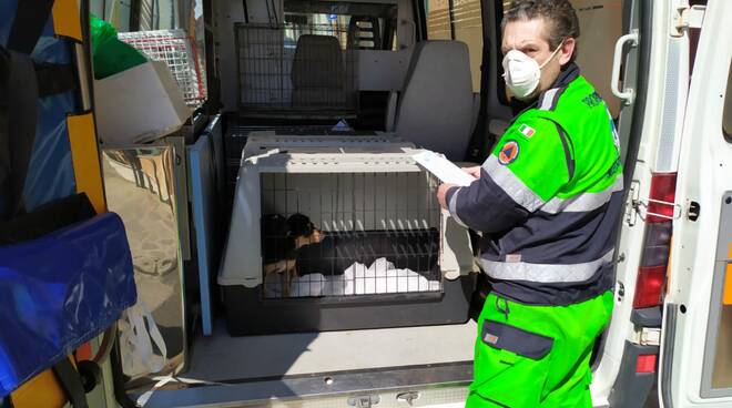 Anpana trasferimento cuccioli Toscana Lazio emergenza