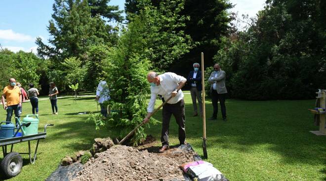 piantumazione metasequoia 200 anni orto botanico di Lucca