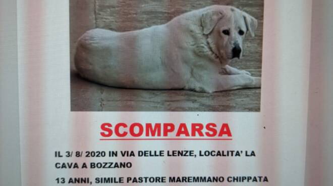 Smarrita Olivia femmina simil maremmano da via delle Lenze,loc.la Cava.-Bozzano(Lu)