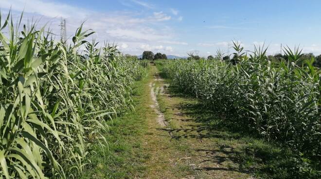 trovato morto sull'argine a castelfranco di sotto 27 settembre 2020