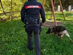 carabinieri con cani anti droga a galleno di fucecchio