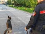 carabinieri con cani anti droga a galleno di fucecchio