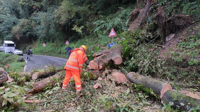 pianta abbattura strada provinciale Arni Levigliani Stazzema