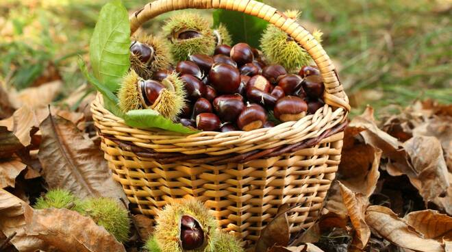 castagne Coldiretti