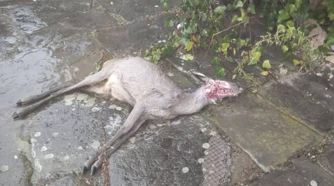 Capriolo ucciso a Fosciandora 