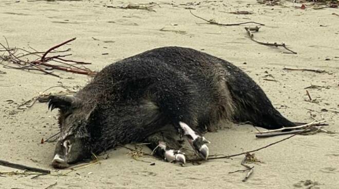 cinghiale morto sulla spiaggia di FIumetto