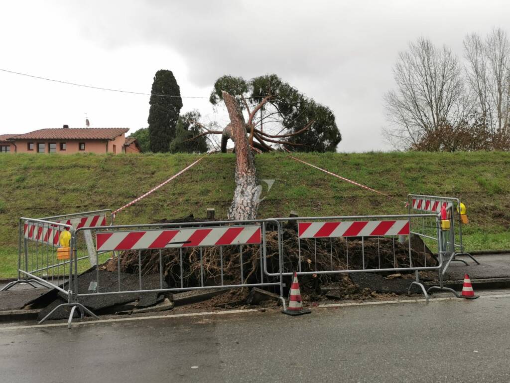 Maltempo, cade un albero a Santa Croce sull'Arno