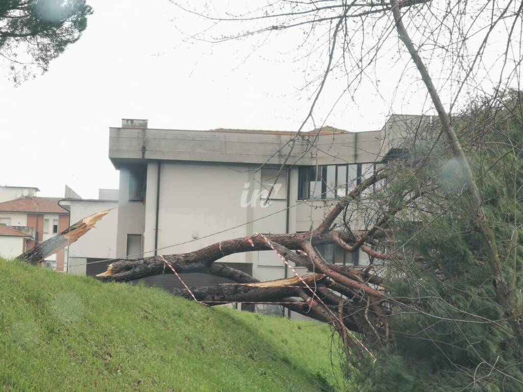 Maltempo, cade un albero a Santa Croce sull'Arno