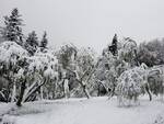 Neve alle Seimiglia Camaiore