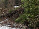 Neve strada bloccata albero caduto località Al Colle Pescaglia