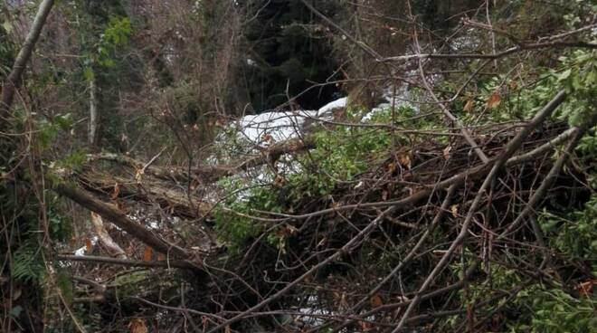 Neve strada bloccata albero caduto località Al Colle Pescaglia