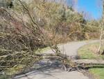 albero caduto sulla strada che da Cusignano scende verso Cafaggio san miniato