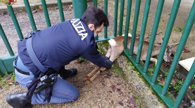 capriolo salvato a Firenze