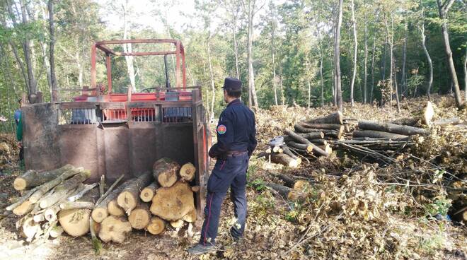 taglio illegale di alberi