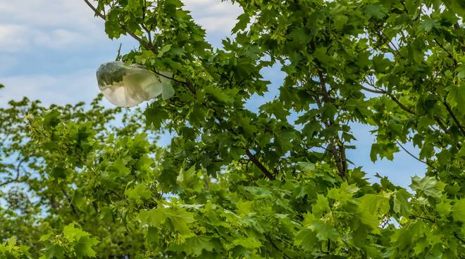 albero ambiente verde