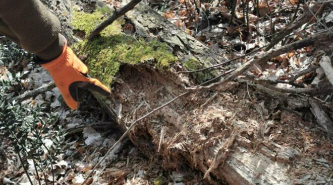 sindaco, consiglieri e volontari di fucecchio impegnati nella pulizia del sottobosco delle cerbaie