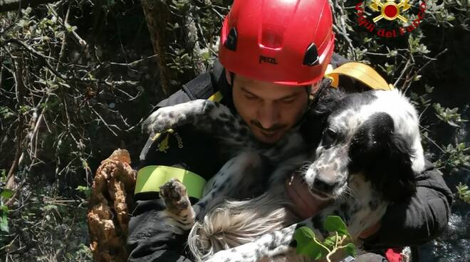 cane nel dirupo salvato a Grosseto