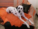 Dalmata Lapo