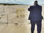 fratino nidi e uova spiaggia grosseto