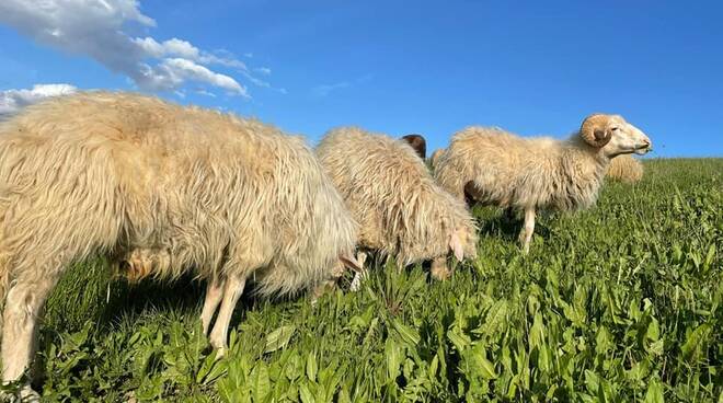 animali da salvare allevamento etico chiuso