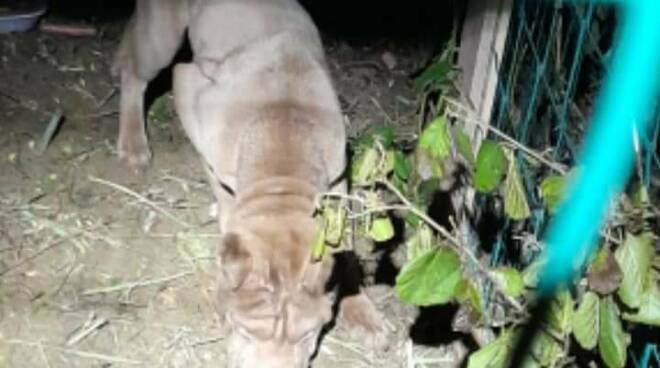 cane ritrovato a Pietrasanta