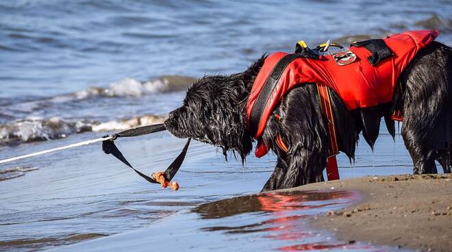 cani modello a Forte dei Marmi 