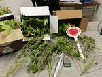 sequestro marijuana carabinieri di Pistoia