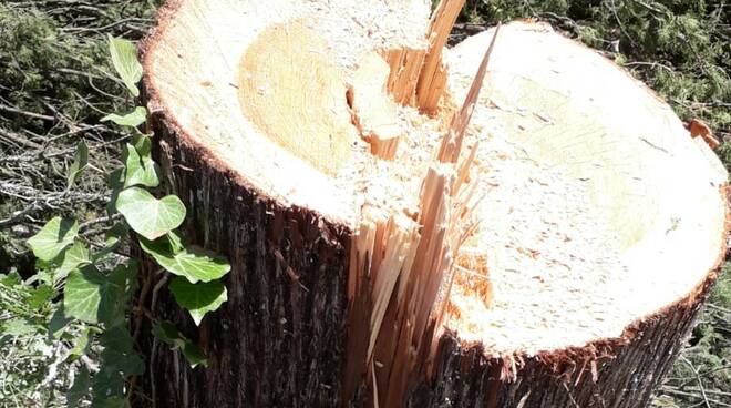 Cipressi tagliati in via Bucciano a San Miniato